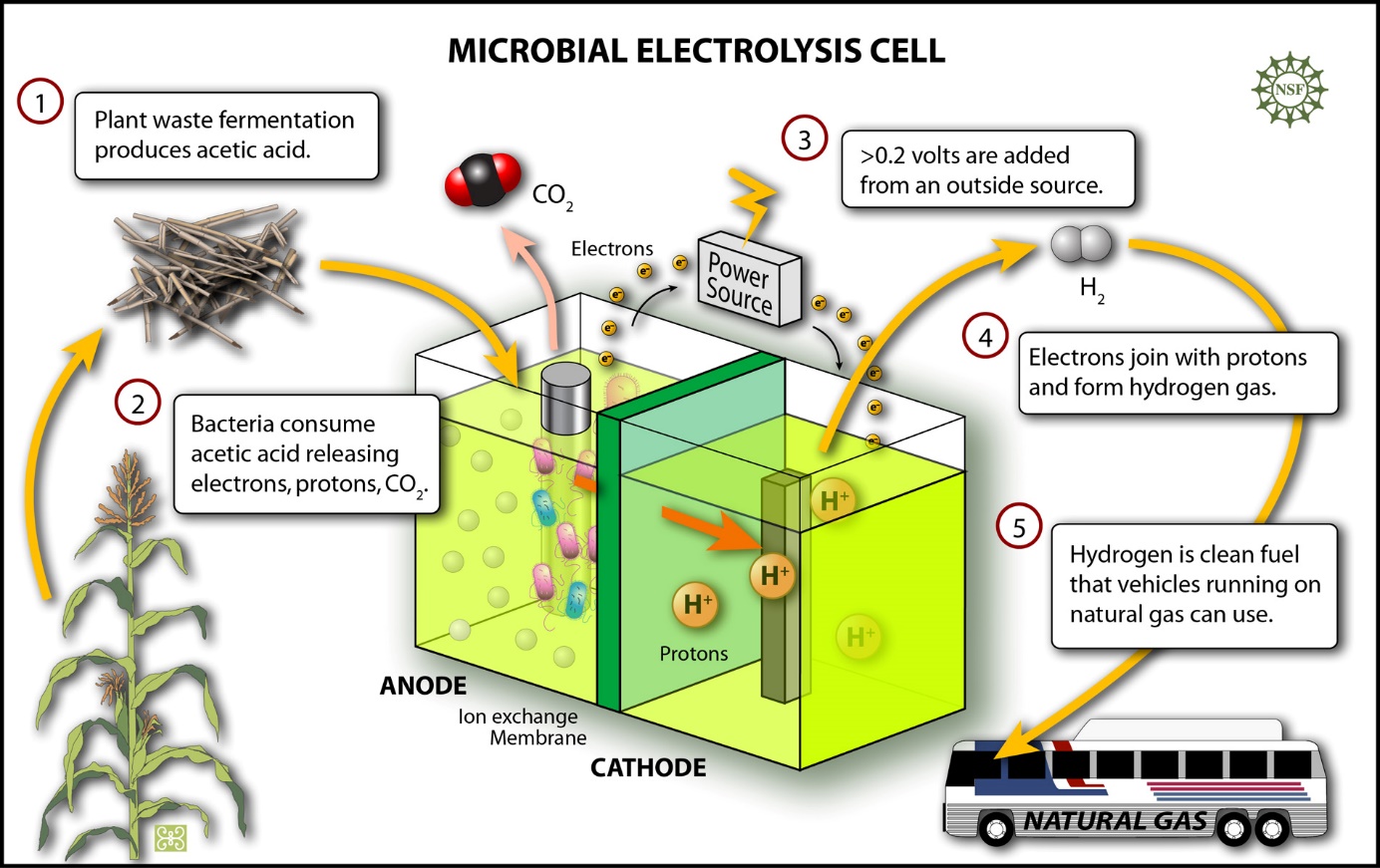 Electrodes Enhance H2 Production And Sludge Decomposition In Microbial 