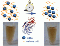 Time-dependent nanogel aggregation for naked-eye assays of α-amylase activity