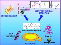 Electrochemical genosensors based on PCR strategies for microorganisms detection and quantification 