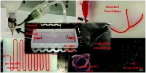 In vitro study of directly bioprinted perfusable vasculature conduits