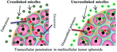 How polymer micelles are transported in tumor models