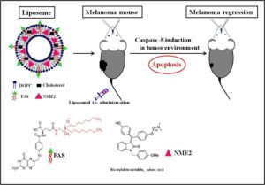 Melanoma Regression in Mice