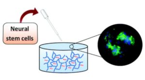 neural stem cells (NSCs) in cell therapy 