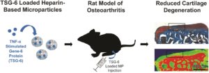 Intra-articular TSG-6 delivery from heparin-based microparticles reduces cartilage damage in a rat model of osteoarthritis