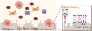 Graphical abstract for article c9bm01008d