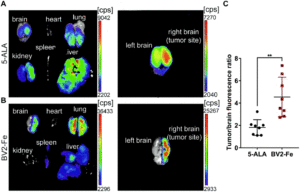 Fluorescence images of BV2-Fe accumulation at tumor sites in vivo