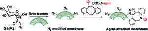 Graphical abstract depicting a azido-galactose modified HCC membrane followed by attachment of a DBCO labelled agent