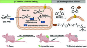 Graphical abstract depicting selective cancer cell labeling and bioorthogonal click reaction followed by injection into a tumour bearing illustrated mouse
