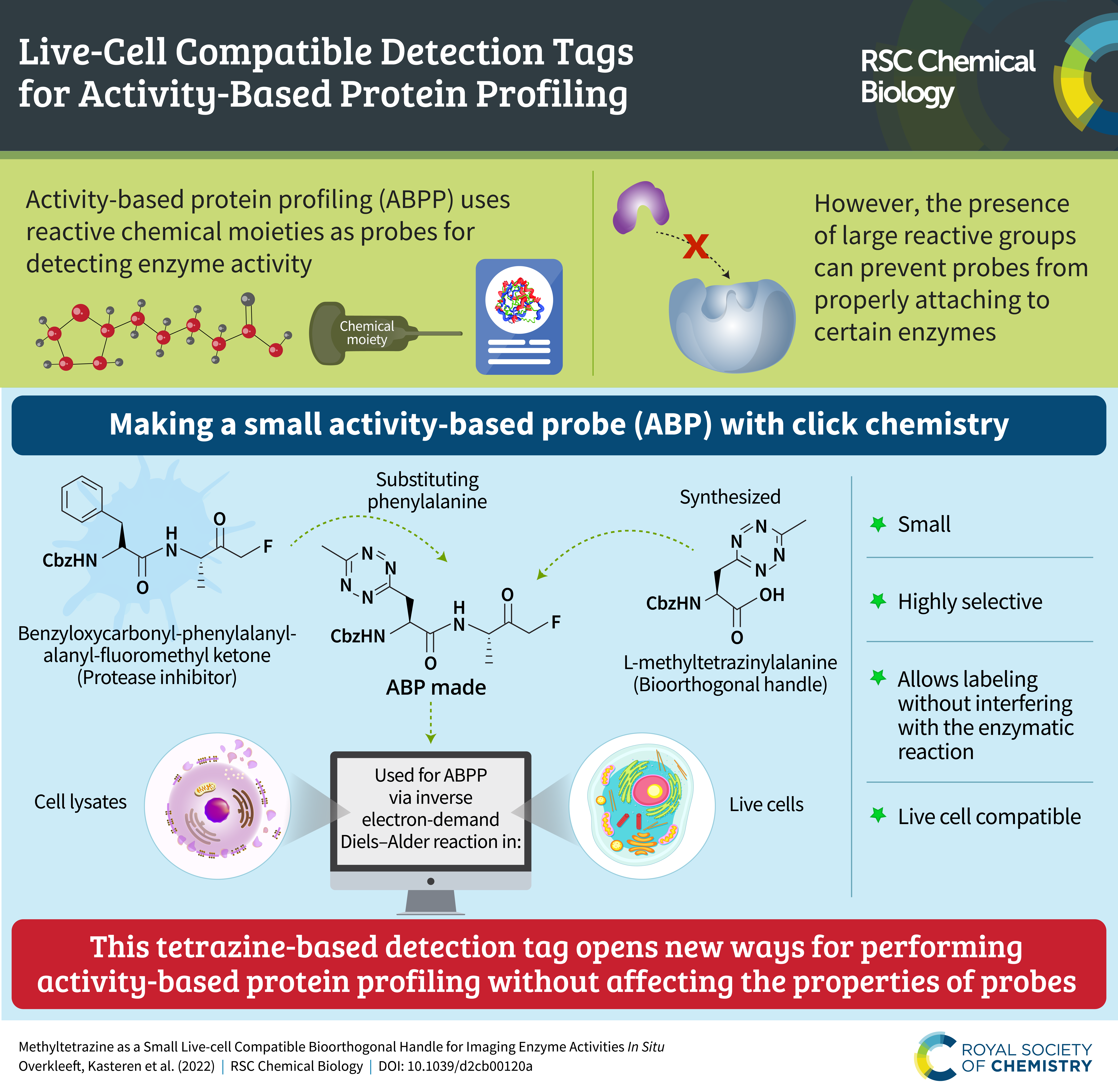 Infographic about Methyltetrazine as a small live-cell compatible biorthogonal handle for imaging enzyme activities in situ