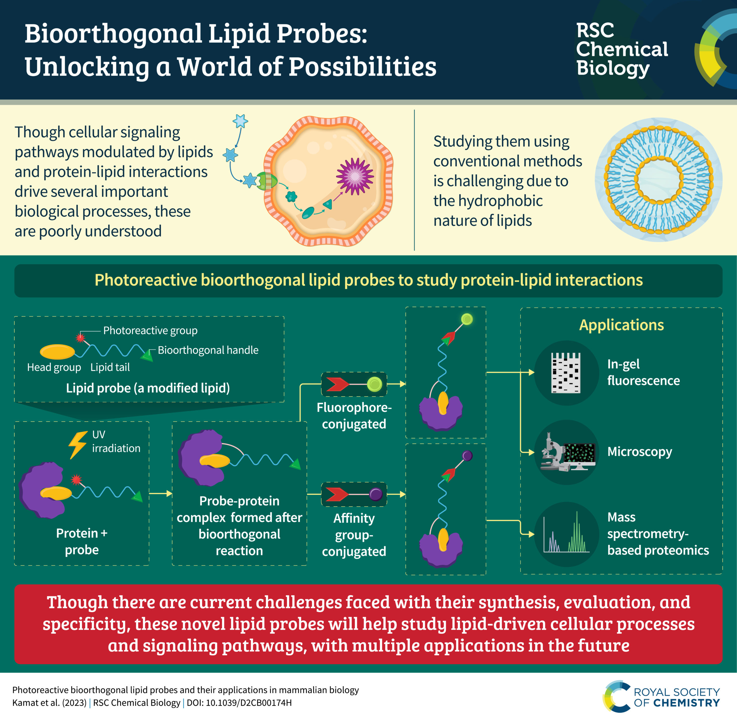 Infographic Bioorthogonal lipid probes: unlocking a world of possibilities by Dr Kamat 