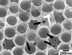 hydroxyapatite bioceramics