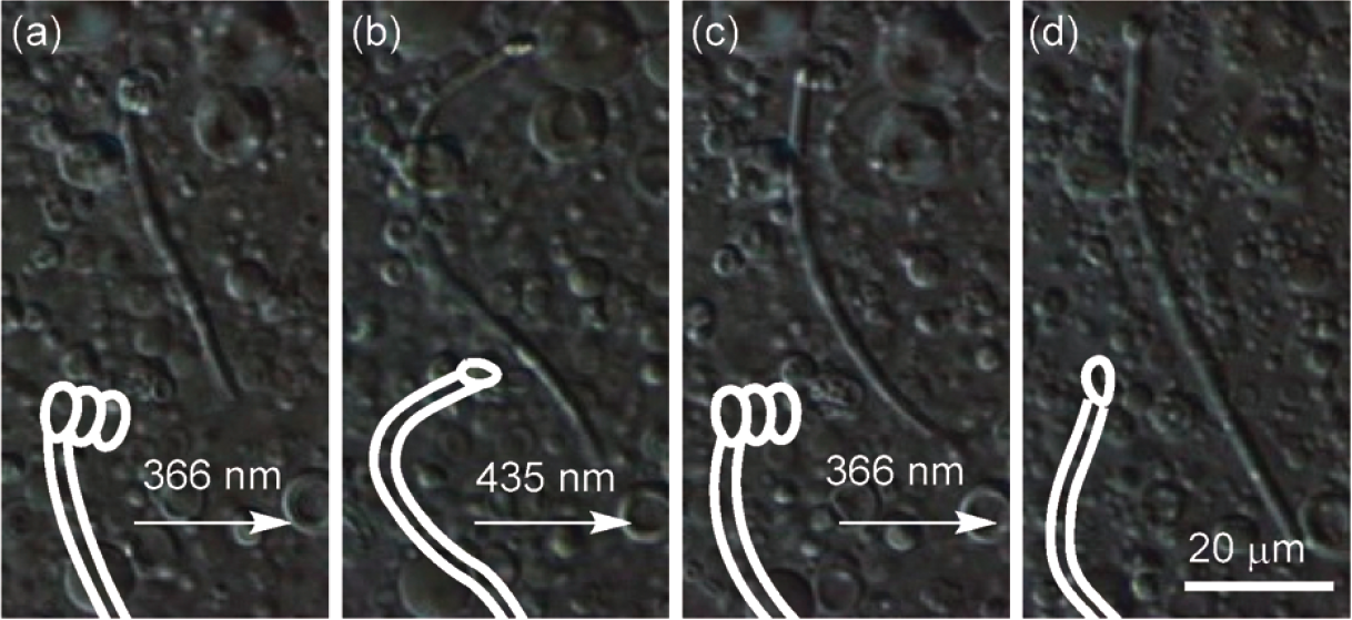 azobenzene helices