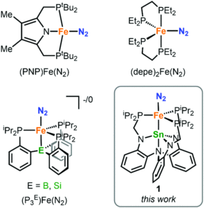 Iron complexes that catalyse ammonia formation from dinitrogen