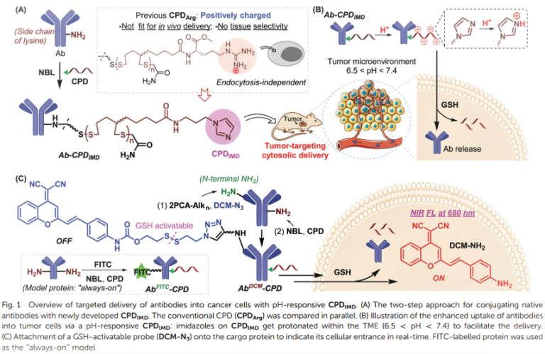 Cell-penetrating poly(disulfide)s based targeted delivery of antibodies ...