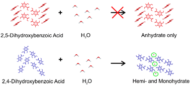 Hydrate formation of dihydroxybenzoic acids
