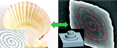 Screw growth of crystals can copy nature's spirals
