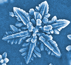 SEM image of a dendritic copper(I) oxide crystal deposited on an ITO substrate in a stirred electrolyte