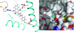Crystal structures and binding studies of atovaquone and its derivatives with cytochrome bc1: a molecular basis for drug design 