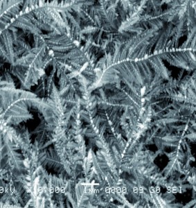 Growth of silver dendritic nanostructures via electrochemical route