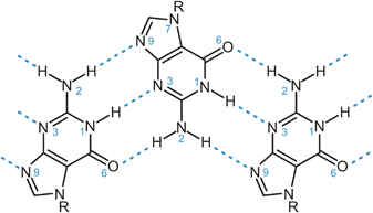N7-substituted guanine intermolecular hydrogen bonding