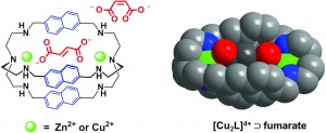 Discrimination of cis–trans isomers by dinuclear metal cryptates at physiological pH: selectivity for fumarate vs. maleate 