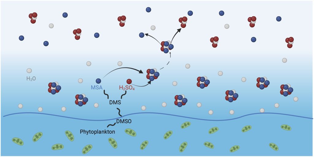 Schematic image depicting ocean phytoplankton releasing dimethylsulfide, which oxidises into sulfuric acid and methanesulfonic acid (MSA). MSA then participates in cloud particle formation.
