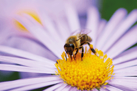 Pesticides linked to decline of bees
