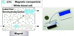 Magnetic separation of circulating tumor cells - nanoparticles