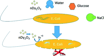 Oyanedel-Craver et al.