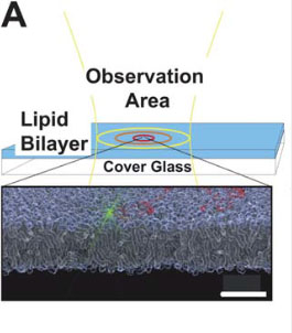 Image of observation area, lipid bilayer and cover glass