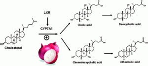 Hypocholesterolemic activity of onion is mediated by enhancing excretion of fecal sterols in hamsters