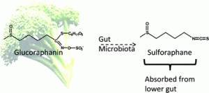 Glucoraphanin hydrolysis by microbiota in the rat cecum results in sulforaphane absorption 