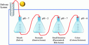 Review of in vitro digestion models for rapid screening of emulsion-based systems