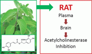 Function of Plectranthus barbatus herbal tea as neuronal acetylcholinesterase inhibitor 