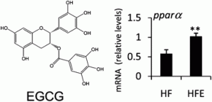 (−)-Epigallocatechin-3-gallate increases the expression of genes related to fat oxidation in the skeletal muscle of high fat-fed mice 