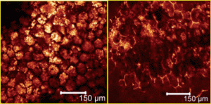 Development of a simple model device for in vitro gastric digestion investigation