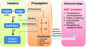Inhibition of advanced glycation endproduct formation by foodstuffs
