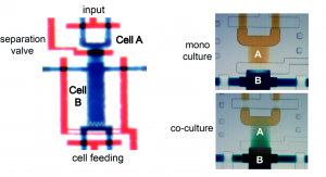 Valve PDMS microfluidic device for mono and co-culture