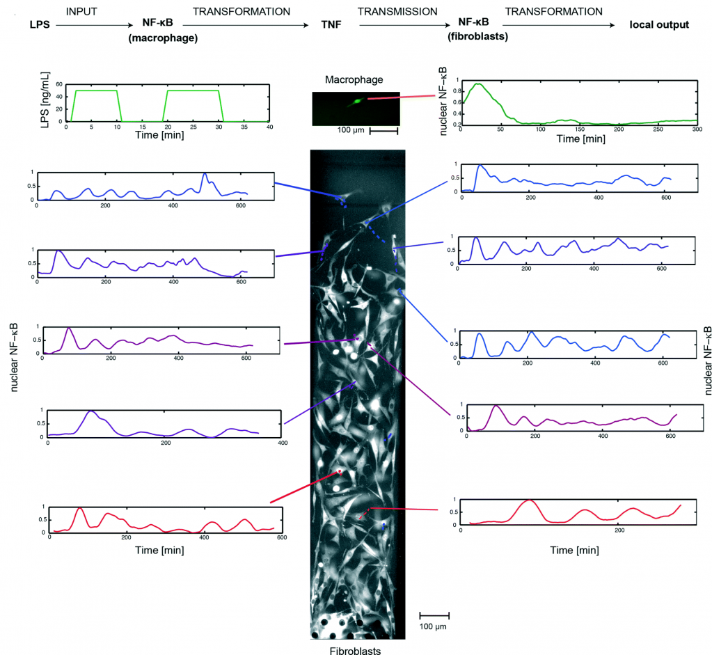 One-way communication chain mimicking an inflammatory process, with macrophage as sender and fibroblasts as receiver.