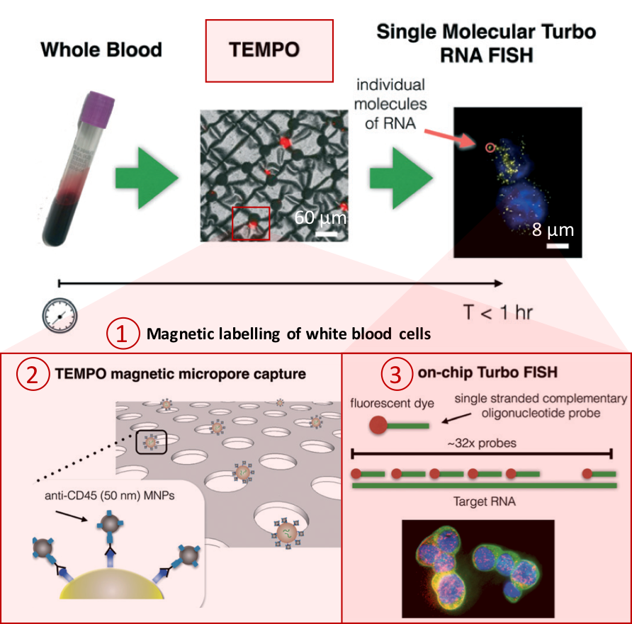 Turbo FISH: A Method for Rapid Single Molecule RNA FISH