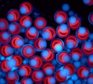Fluorescent image of uniform droplets formed using structured microparticles. Fluorescently labeled particles are suspended in a water solution and agitated with oil and surfactant. This platform is used to encapsulate single-cells and measure their secretions.