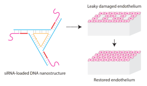 Graphical abstract image showing a siRNA-loaded DNA nanostructure, a damage and a restored endothelium.