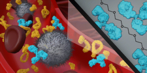 Graphical abstract image for Anti-PEG antibodies enriched in the protein corona of PEGylated nanocarriers impact the cell uptake.