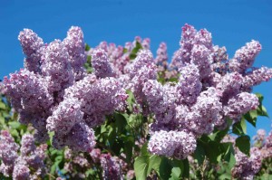 Lilacs in bloom in Parry Sound