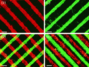 Fluorescent images of the composite films