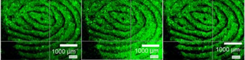 image of fluorescent fingerprints