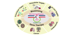 Graphical abstract image for RNA-cleaving DNAzymes for accurate biosensing and gene therapy.