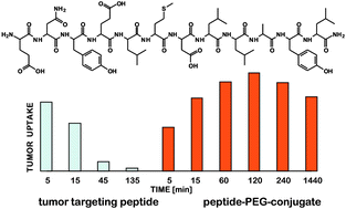 PEGylation enables the specific tumor accumulation of a peptide identified by phage display