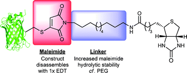 Reversible protein affinity-labelling using bromomaleimide-based reagents