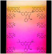 Rhodamine F-a novel class of fluorous ponytailed dyes for bioconjugation